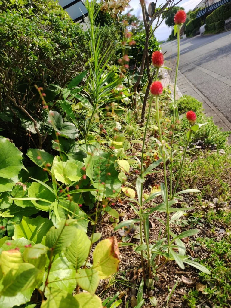 庭に咲く千日紅の写真